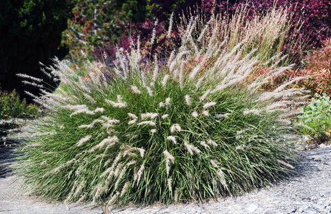 ornamental grass in rocks