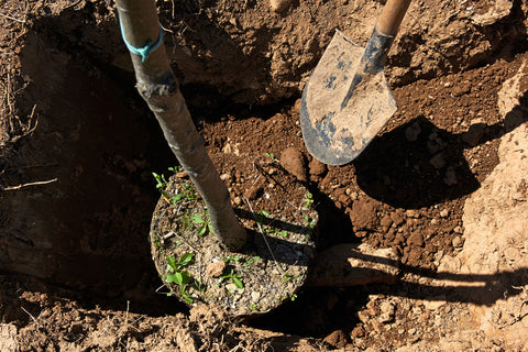 planting a tree