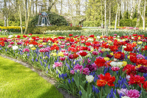 bulbs flowering in the spring