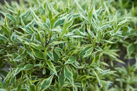 Honeysuckle Bush