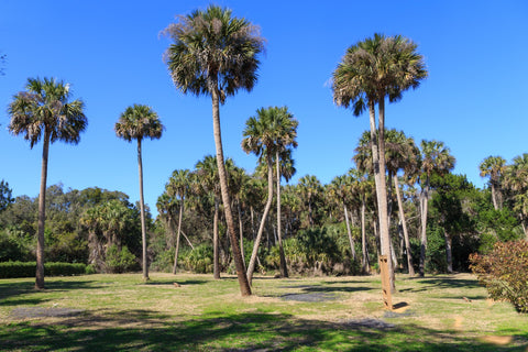 Sabal palm trees