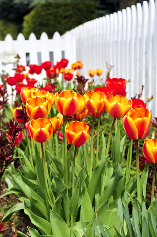 Tulips in spring garden