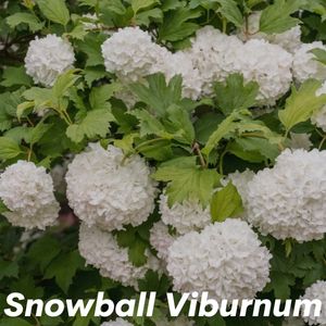 Snowball Viburnum