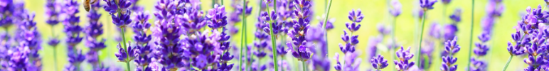 lavender banner