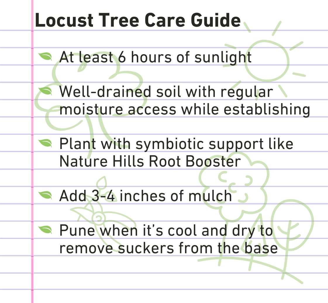 Locust Tree Care Guide