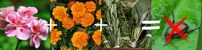 Geraniums, Marigolds, and Herbs repel Japanese Beetles,