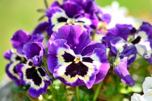 pansies