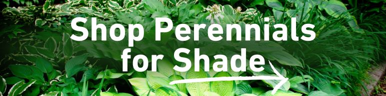 Shop perennials for shade