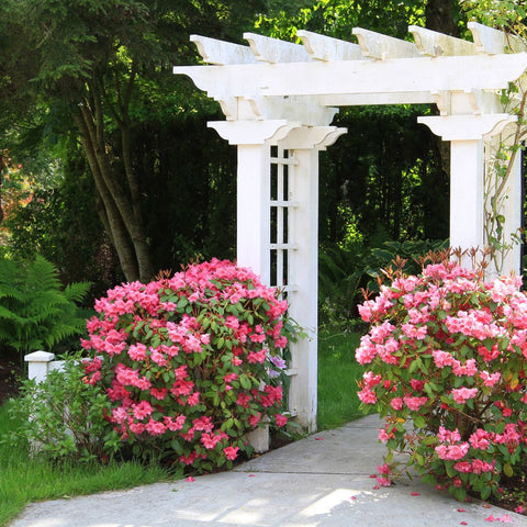 pink flowers and arbor