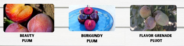 plum banner