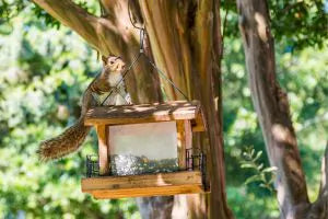 Squirrel on a Bird Feeder