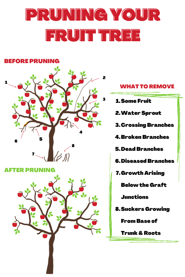 pruning fruit trees infographic