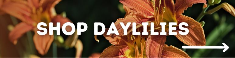 Shop Daylilies