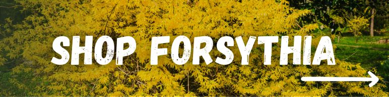 shop Forsythia