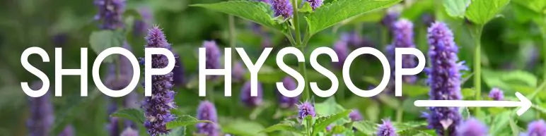 Shop Hyssops