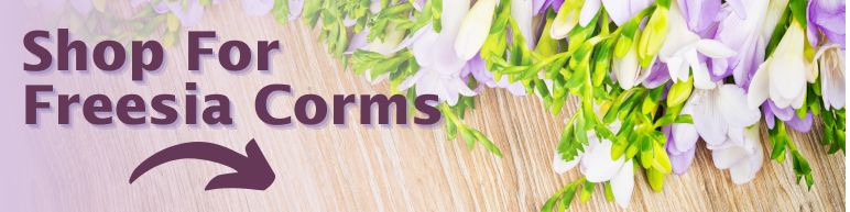 Buy Freesia At NatureHills.com
