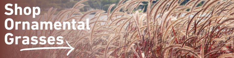 Shop ornamental Grasses