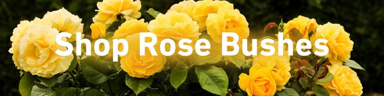 Shop rose bushes