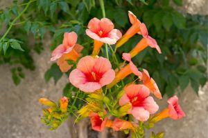 orange trumpet