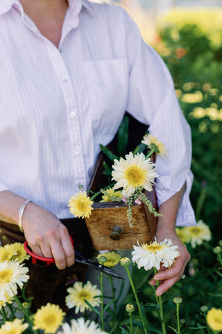 A person is wearing a white shirt and is standing in a full green garden of flowers. They are harvesting a yellow flower with cutting shears.They are holding a box which is full of blooming flowers.