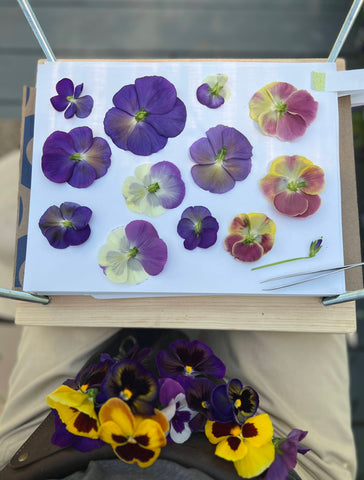 A person is sitting with a wood press full of flat colorful pansies on the paper portion. They have fresh colorful pansies in their lap waiting to go into the press. The press has bolts in the corners of the press.