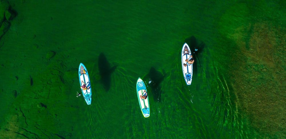 Choose Paddle Boards Based On Their Quality