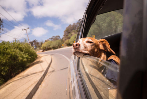 貓咪狗狗搭車暈車，搭車焦慮，看此篇做應對，該注意什麼事情，如何訓練狗狗減敏