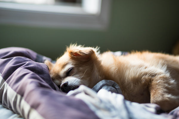 狗狗一天要睡多久？如何睡好？是否睡太多？睡眠時間影響健康？舒適睡眠幫助狗狗身心，從主人做起
