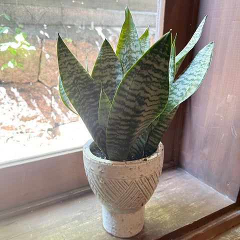 sansevieria