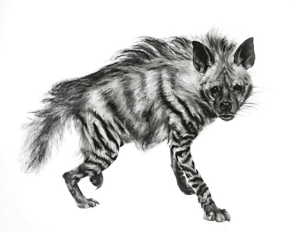 Striped Hyena Charcoal Drawing by Lucy Boydell – Porcupine Rocks