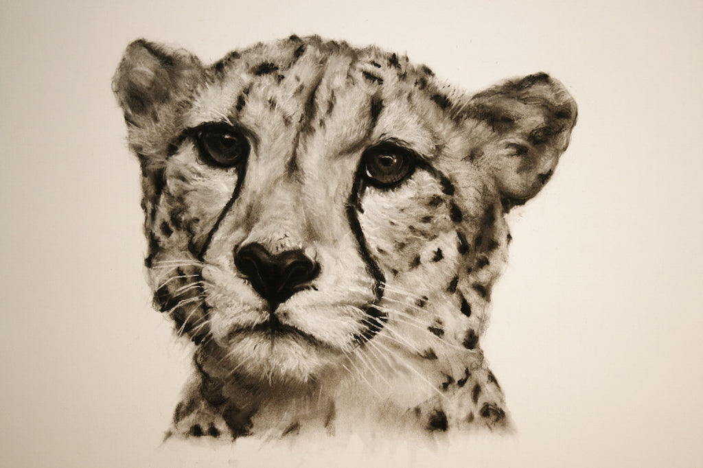 Cheetah Charcoal Drawing Porcupine Rocks