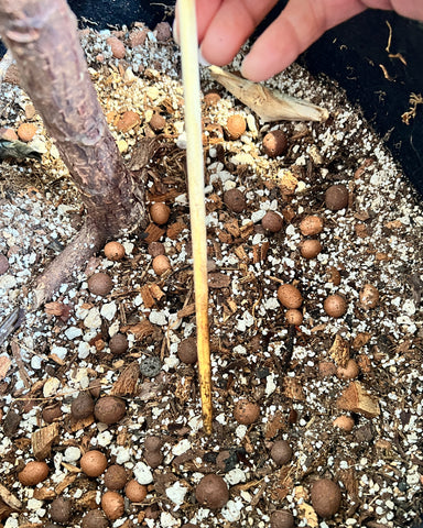 chopstick soil test