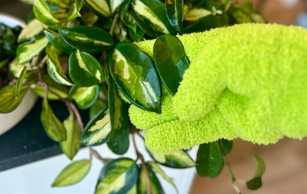 a photo of microfiber gloves for leaf cleaning to prevent houseplant bug infestations
