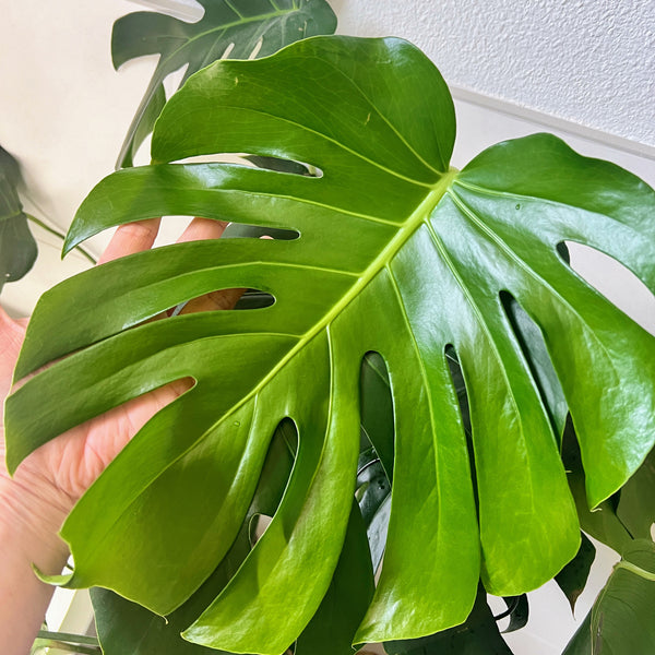 big leaf monstera