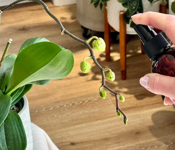 how to water orchids