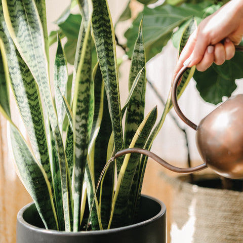 Microfiber Dusting Gloves for Plants : Leaf Lovers 2.0