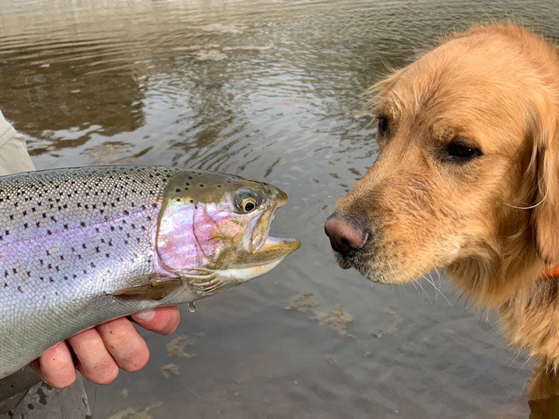 Rainbow Trout And Golden Retriever
