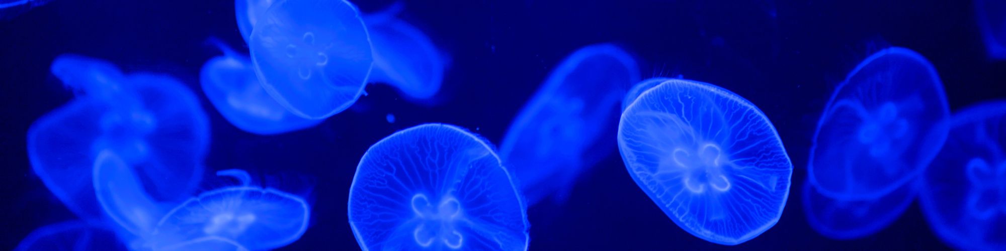 Beautiful jellyfish