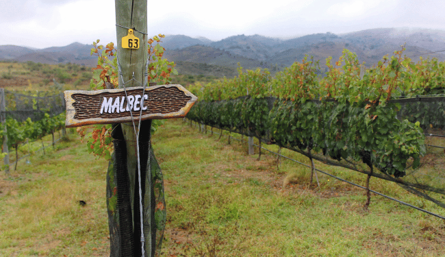 Malbec