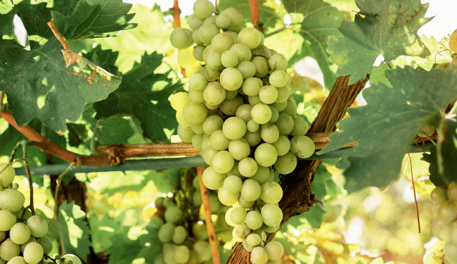 Sauvignon Blanc