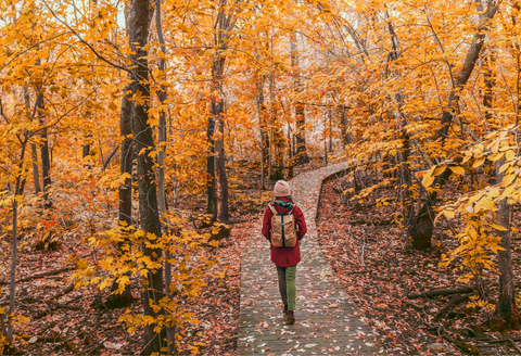 Wandern im Wald im Herbst