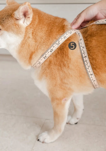 How to Measure Your Dog for The OTTO Harness (Lambwolf