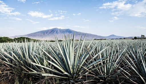 blue agave field