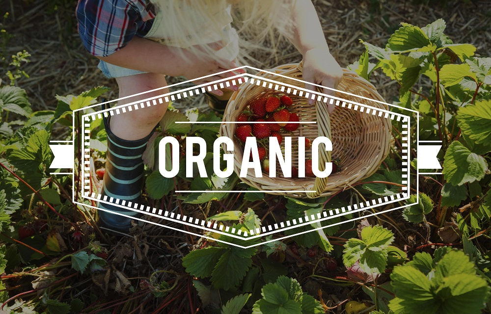 popularity of organic food