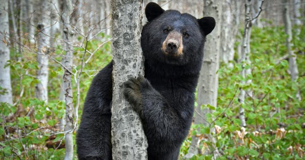 Black-bear-hiking-with-period