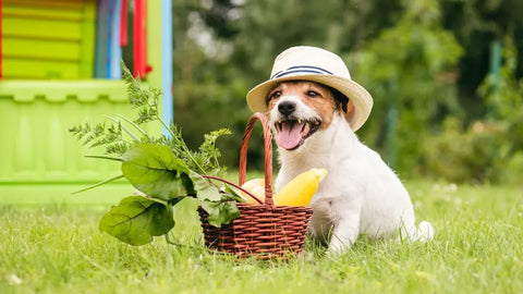 dog in the garden with veggie and fruit