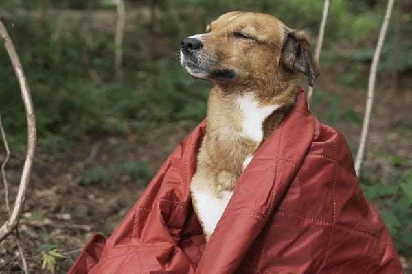 use a waterproof camping blanket to keep pets warm when hiking