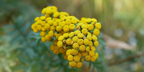 Blue Tansy Oil for Kaia Skin