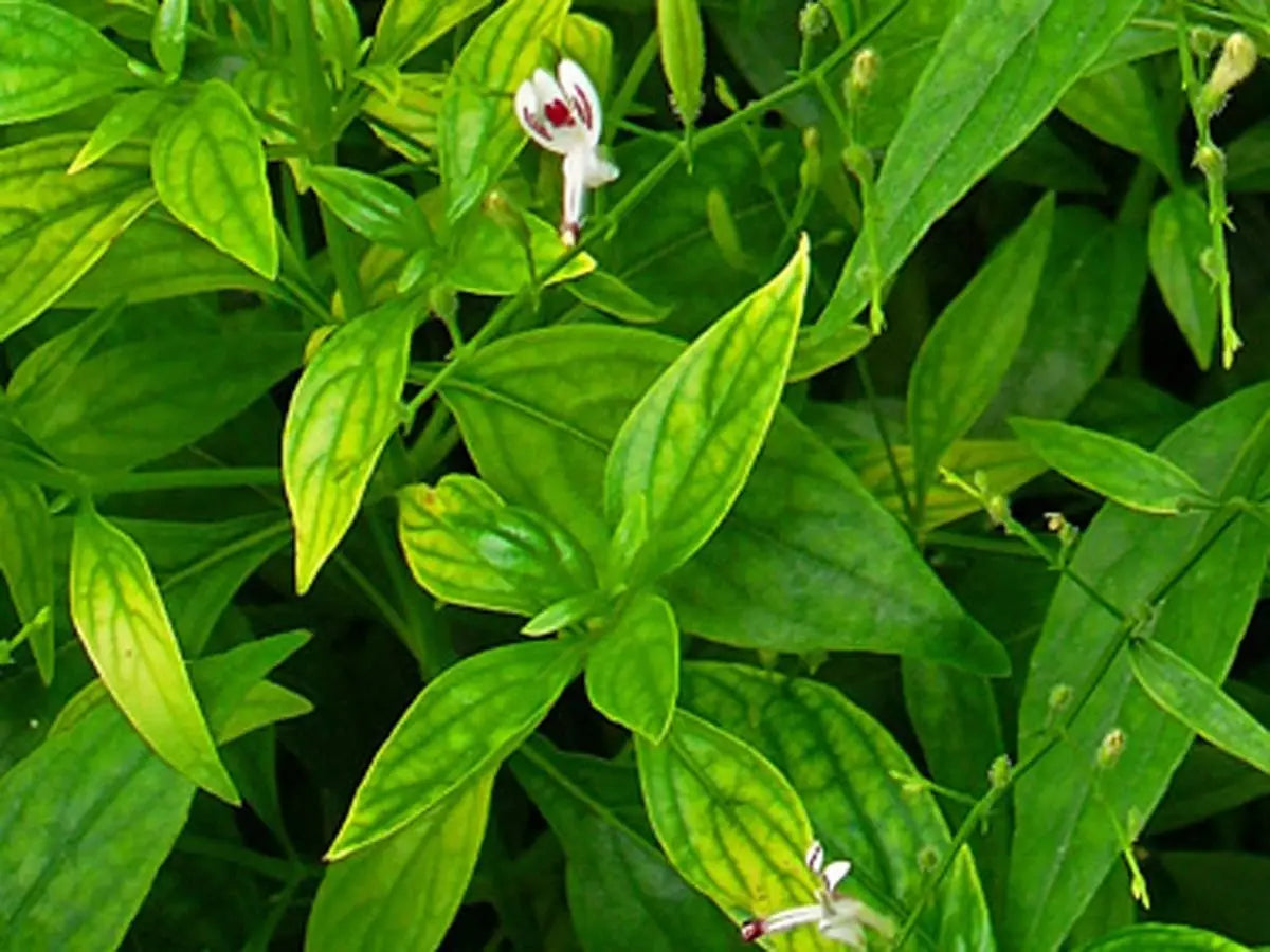 Green Tea Extract