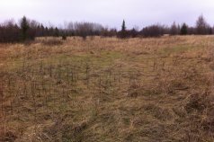 Sparse Grass and Trees